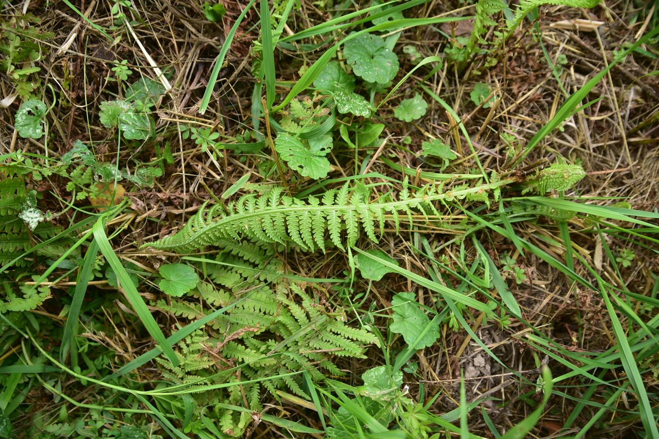 Image of Matteuccia struthiopteris specimen.