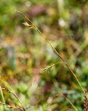 Carex tenuiformis. Верхушка побега с отцветшим тычиночным колоском и соплодиями. Хабаровский край, р-н имени Лазо, склон г. Ко, выс. ≈ 1940 м н.у.м., горная тундра. 02.08.2026.