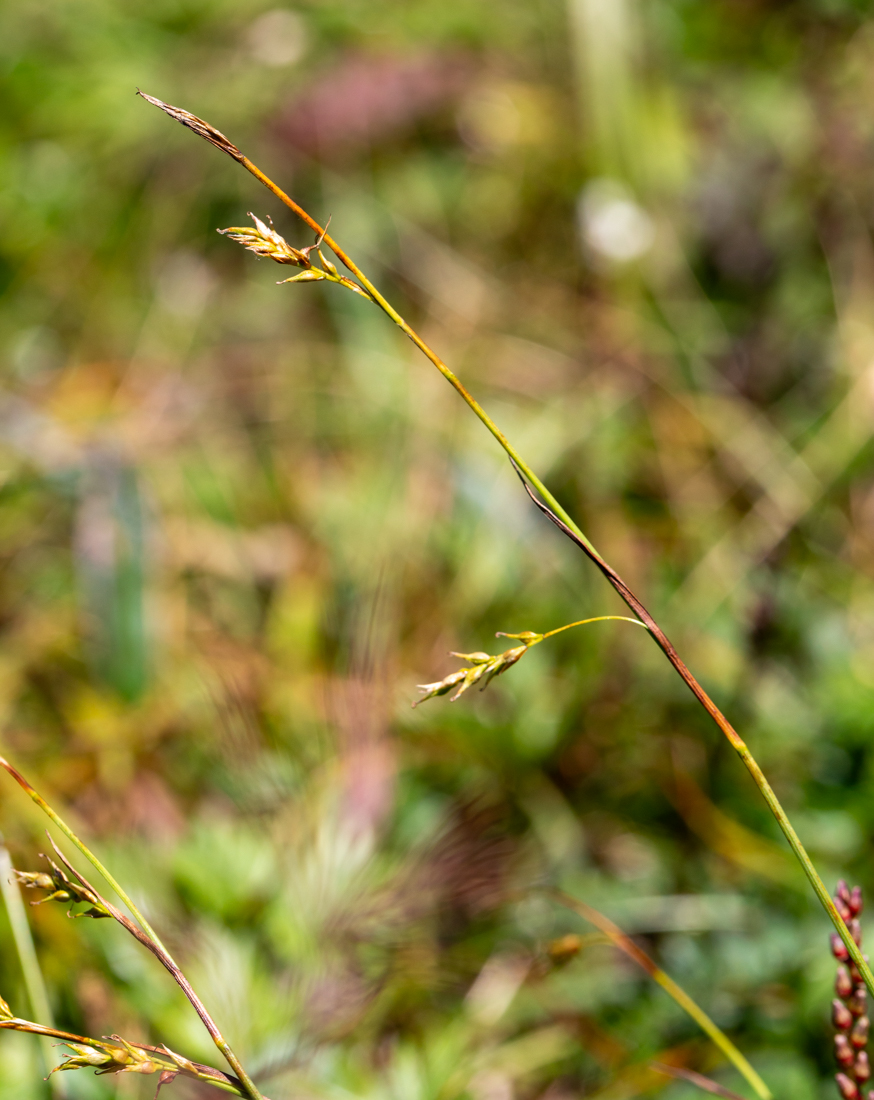 Image of Carex tenuiformis specimen.