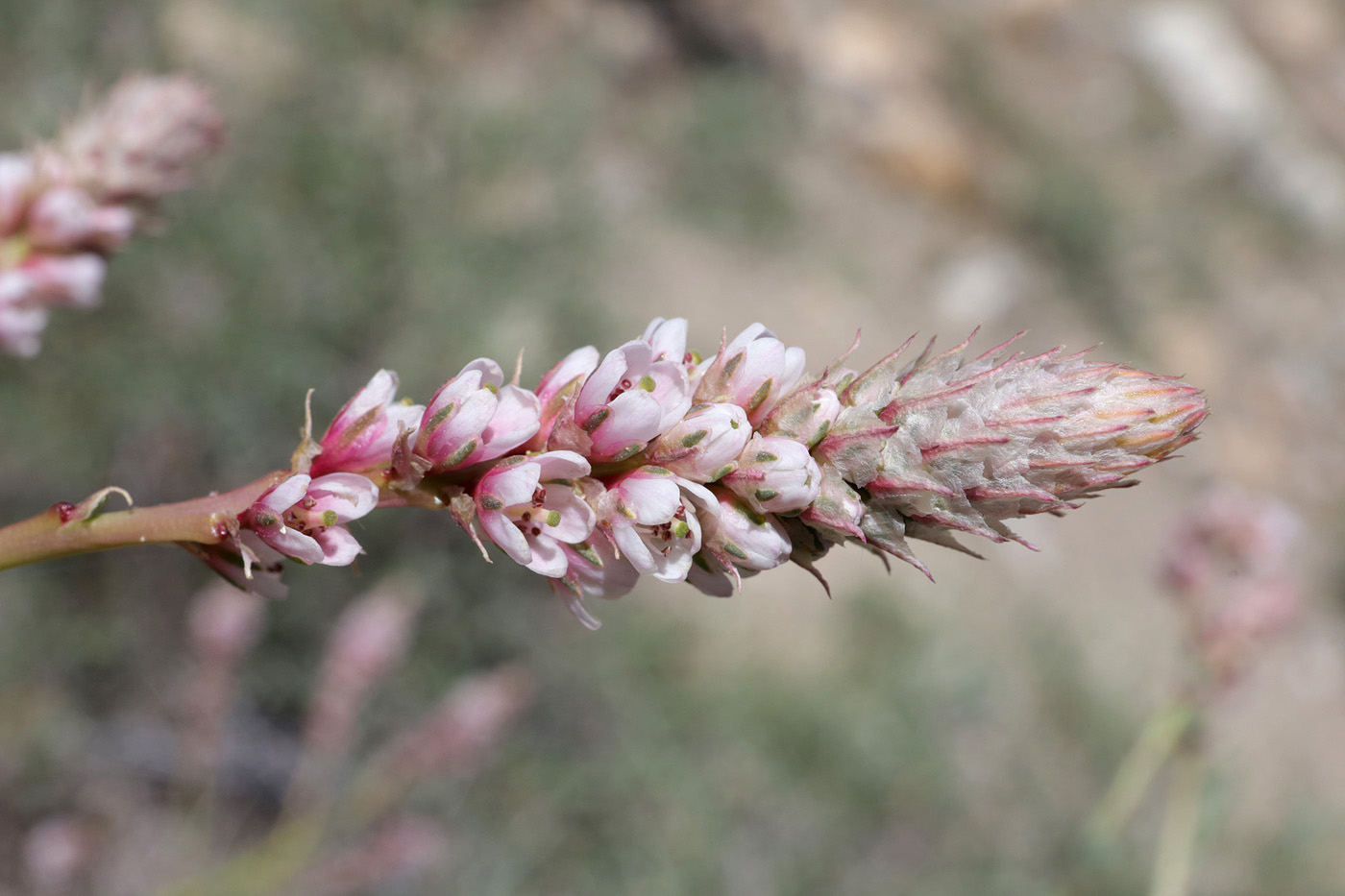 Image of Myricaria bracteata specimen.