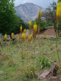 Eremurus stenophyllus. Цветущие растения. Таджикистан, Горно-Бадахшанская автономная обл., Нурободский р-н, хр. Петра Первого, кишл. Ёфуч, выс. ≈ 1400 м н.у.м., надпойменная терраса р. Обихингоу. 19 июня 2026 г.