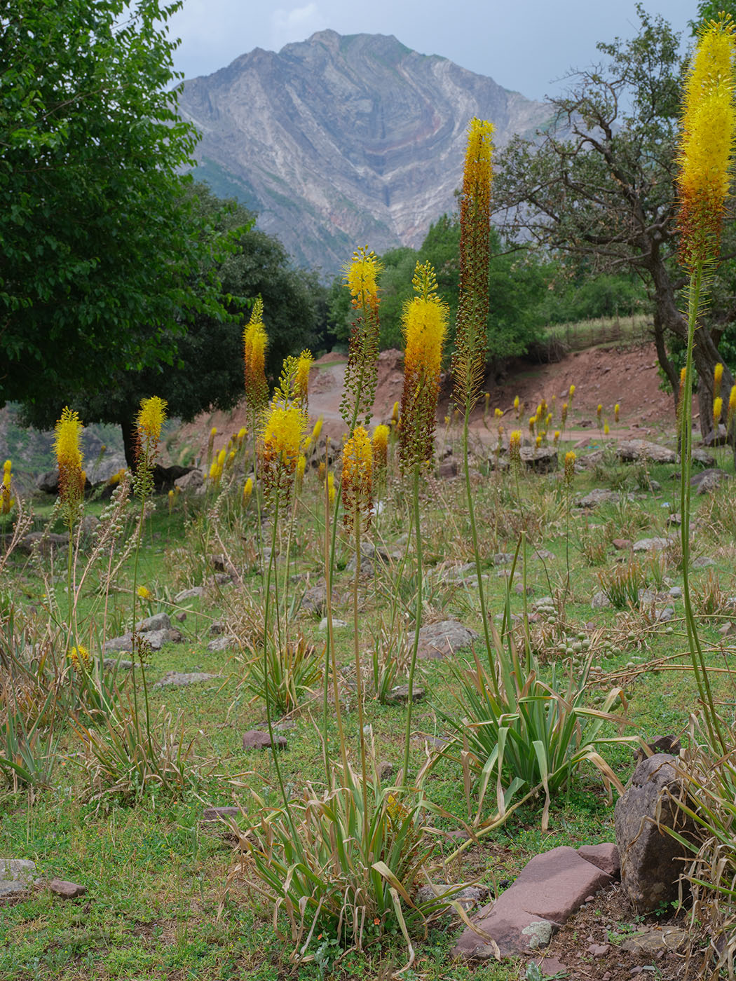 Image of Eremurus stenophyllus specimen.