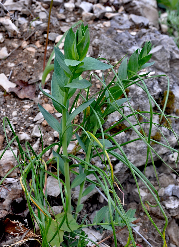 Image of Linaria genistifolia specimen.