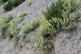Scutellaria adenostegia. Цветущие растения. Кыргызстан, Нарынская обл., Ак-Талинский р-н, 7 км к юго-западу от с. Кош-Дёбё, вост. отроги Ферганского хр.; 2530 м н.у.м., придорожная каменистая осыпь. 08.07.2026.