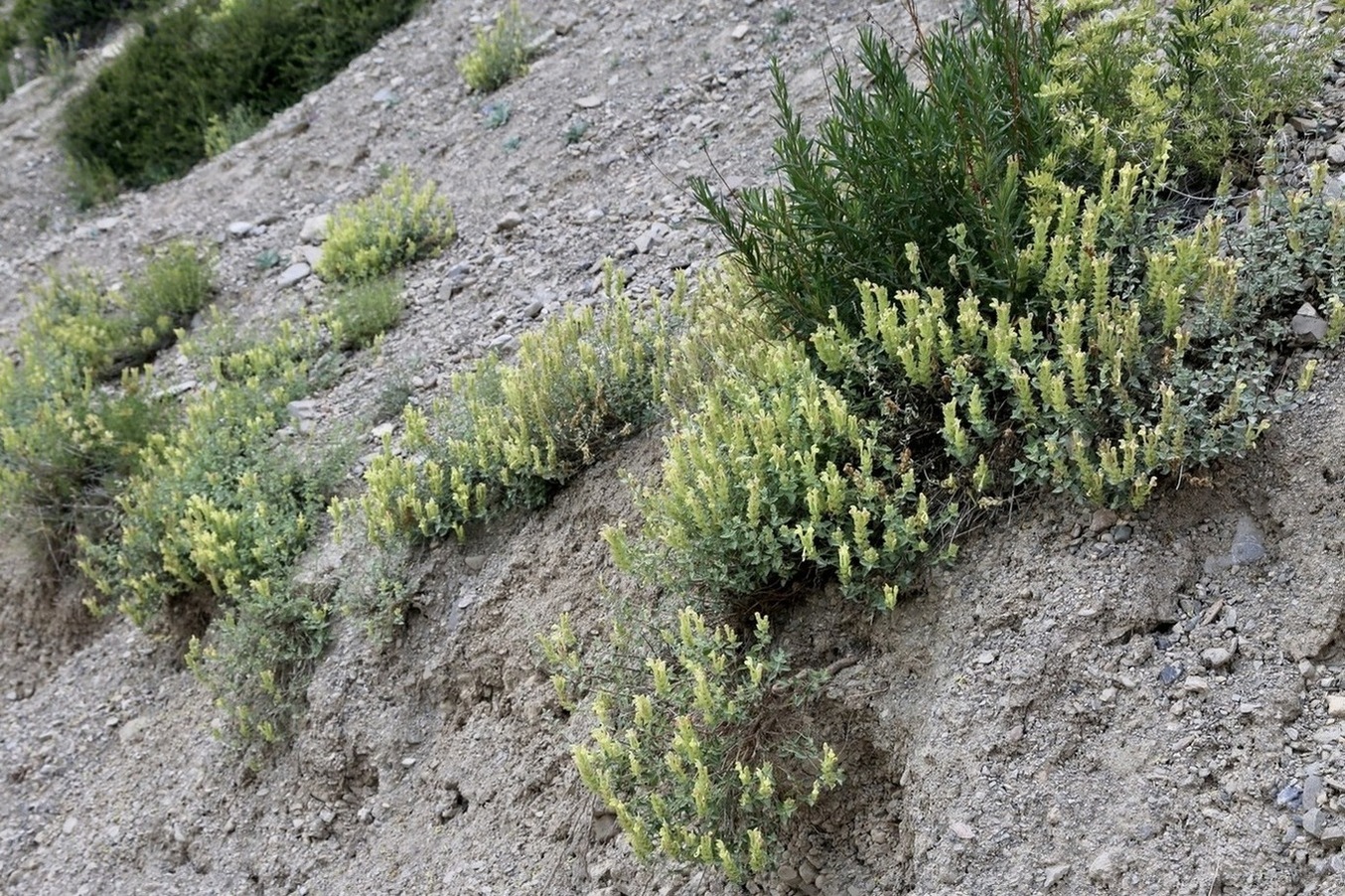 Image of Scutellaria adenostegia specimen.