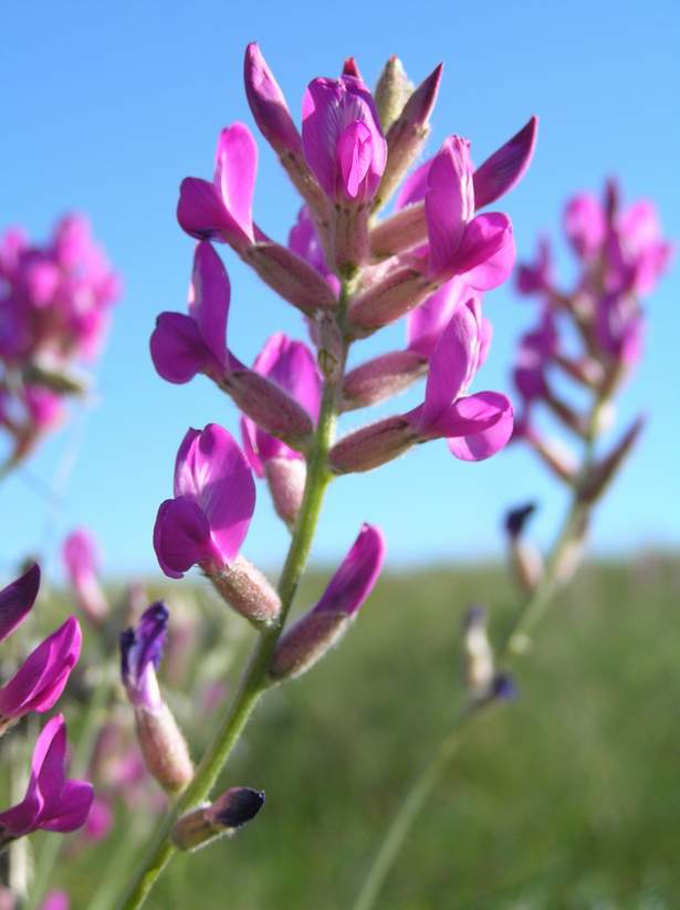 Image of Oxytropis songarica specimen.