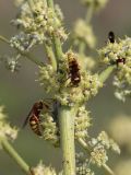 Dorema sabulosum