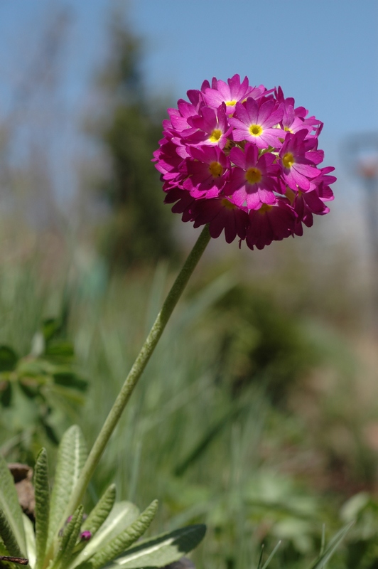 Image of Primula denticulata specimen.