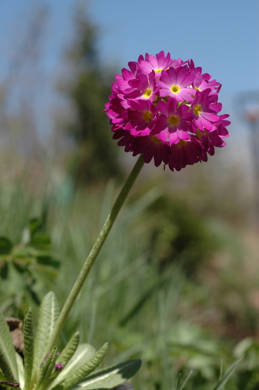 Изображение особи Primula denticulata.