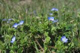Veronica persica