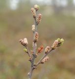 Betula nana. Верхушка побега с распускающимися почками и остатками прошлогоднего соплодия. Мурманская обл., Североморский р-н, лишайниково-кустарничковая тундра. 26.05.2011.
