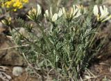 Astragalus neokarelinianus