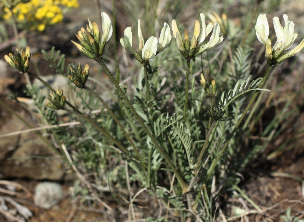 Image of Astragalus neokarelinianus specimen.