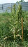 Rumex patientia ssp. orientalis