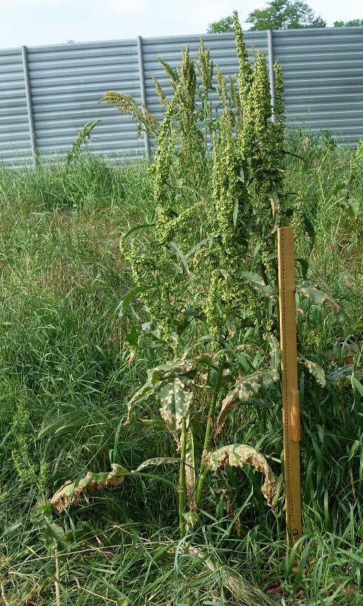 Изображение особи Rumex patientia ssp. orientalis.