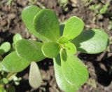 Portulaca oleracea. Верхушка побега. Новосибирская обл., Карасукский р-н, с. Благодатное, цветочная клумба.