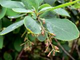 Berberis vulgaris. Верхушка побега с соплодием с недавно завязавшимися плодами. Свердловская обл., Первоуральский городской округ, окрестности ж.-д. станции Хрустальная, в культуре. 12.06.2011.