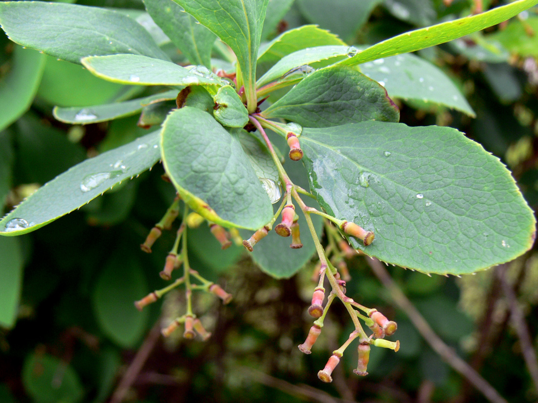 Image of Berberis vulgaris specimen.