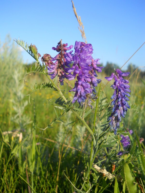 Изображение особи Vicia cracca.