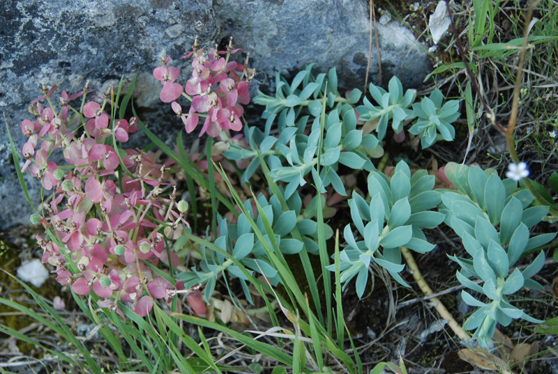 Изображение особи Euphorbia myrsinites.