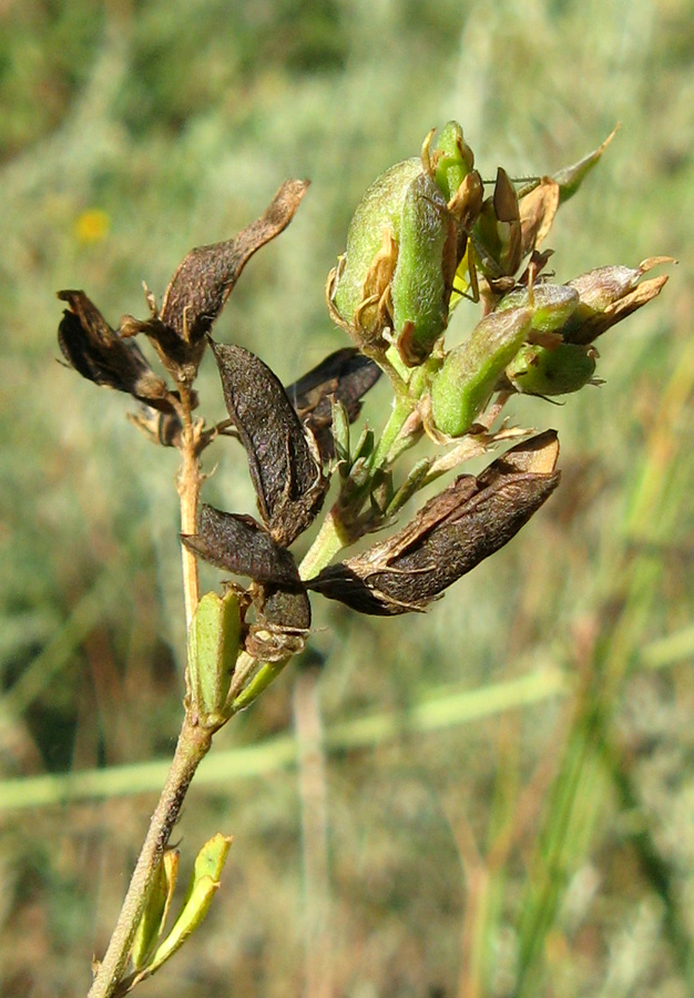 Изображение особи Medicago romanica.