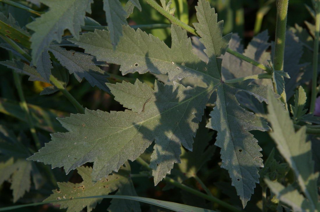 Изображение особи Althaea taurinensis.