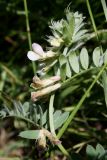 Vicia pannonica