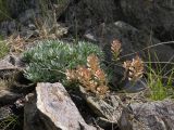 Alyssum lenense. Плодоносящее растение в петрофитной богаторазнотравной настоящей степи на гребне сопки. Алтайский край, Шипуновский р-н, СВ от с. Озёрки. \"Северный фас Алтая\", сопочно-грядовый водораздел в излучине р. Чарыш. 23.06.2011.