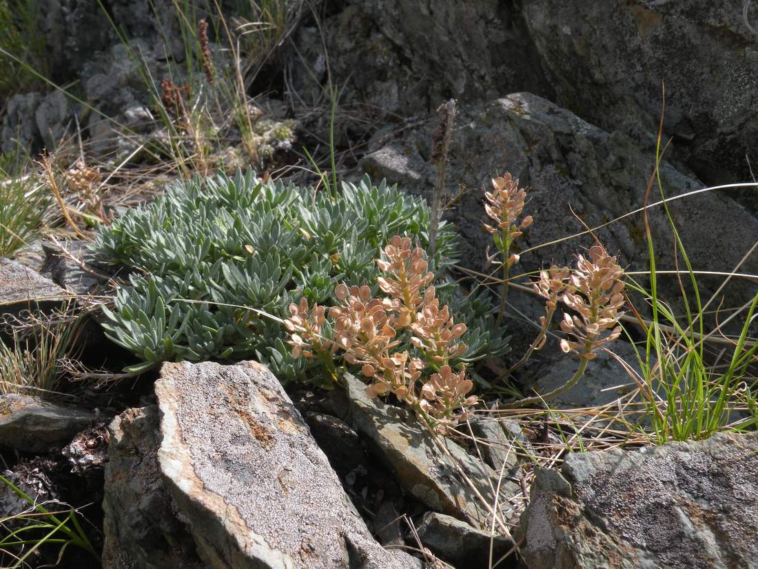 Изображение особи Alyssum lenense.