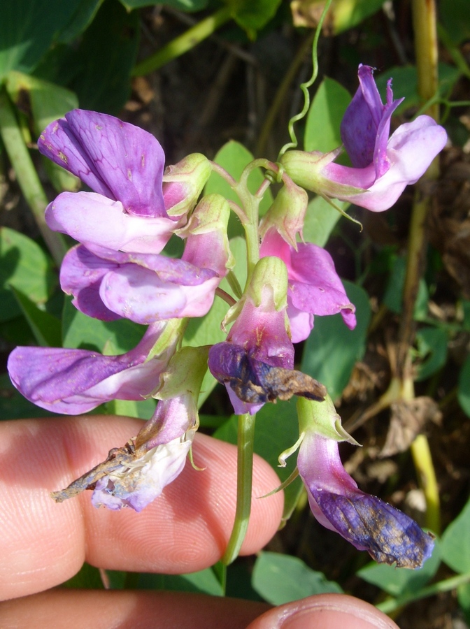 Image of Lathyrus japonicus ssp. maritimus specimen.