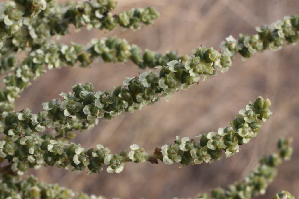 Image of Salsola laricina specimen.