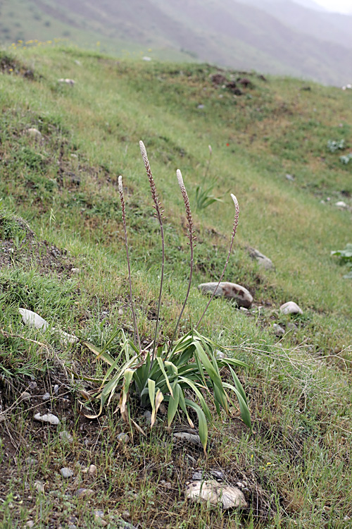 Изображение особи Eremurus comosus.