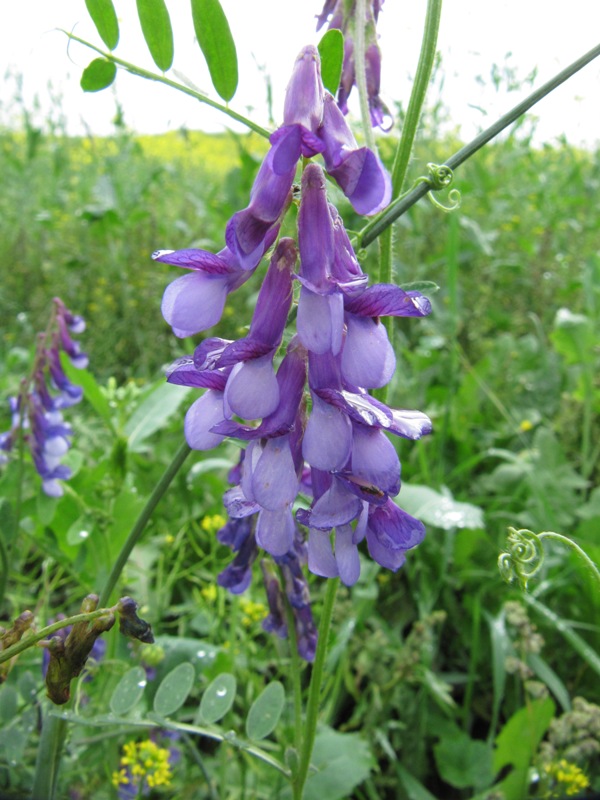 Image of Vicia villosa specimen.