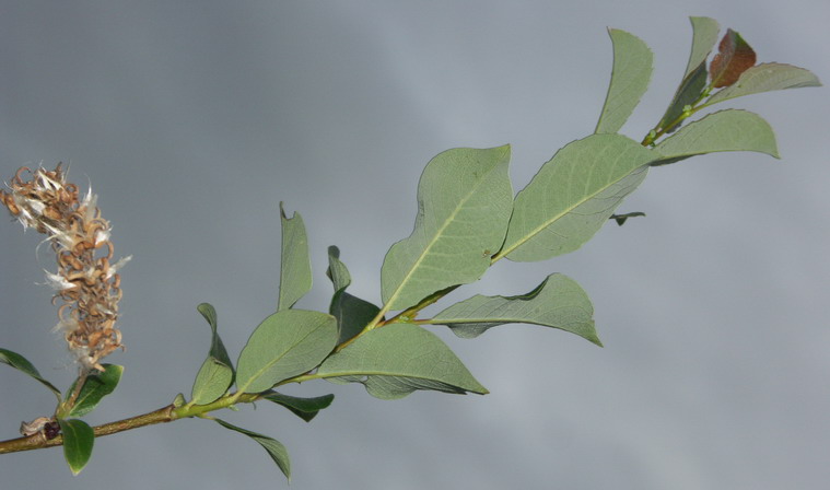 Image of Salix starkeana specimen.