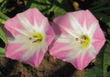 Convolvulus arvensis. Цветки. Татарстан, Бавлинский р-н. 08.07.2011.