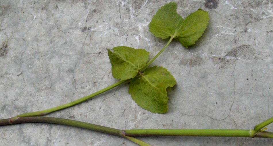 Image of Sium sisaroideum specimen.