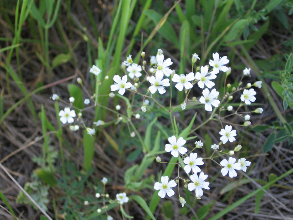 Image of Gypsophila elegans specimen.