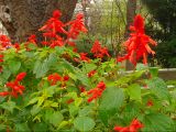 Salvia splendens