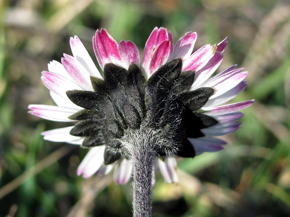 Image of Bellis sylvestris specimen.