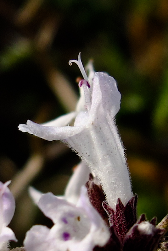 Image of Micromeria fruticosa specimen.