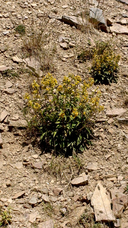 Изображение особи Solidago virgaurea ssp. caucasica.