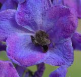 Delphinium &times; phoeniceum