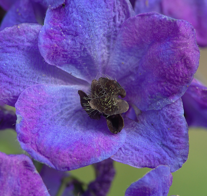 Изображение особи Delphinium &times; phoeniceum.