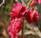 Rumex occultans