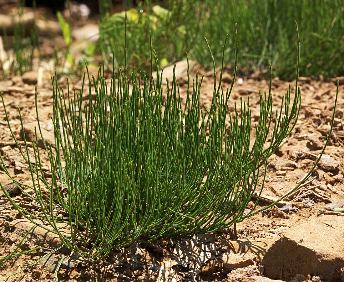Image of Equisetum arvense specimen.