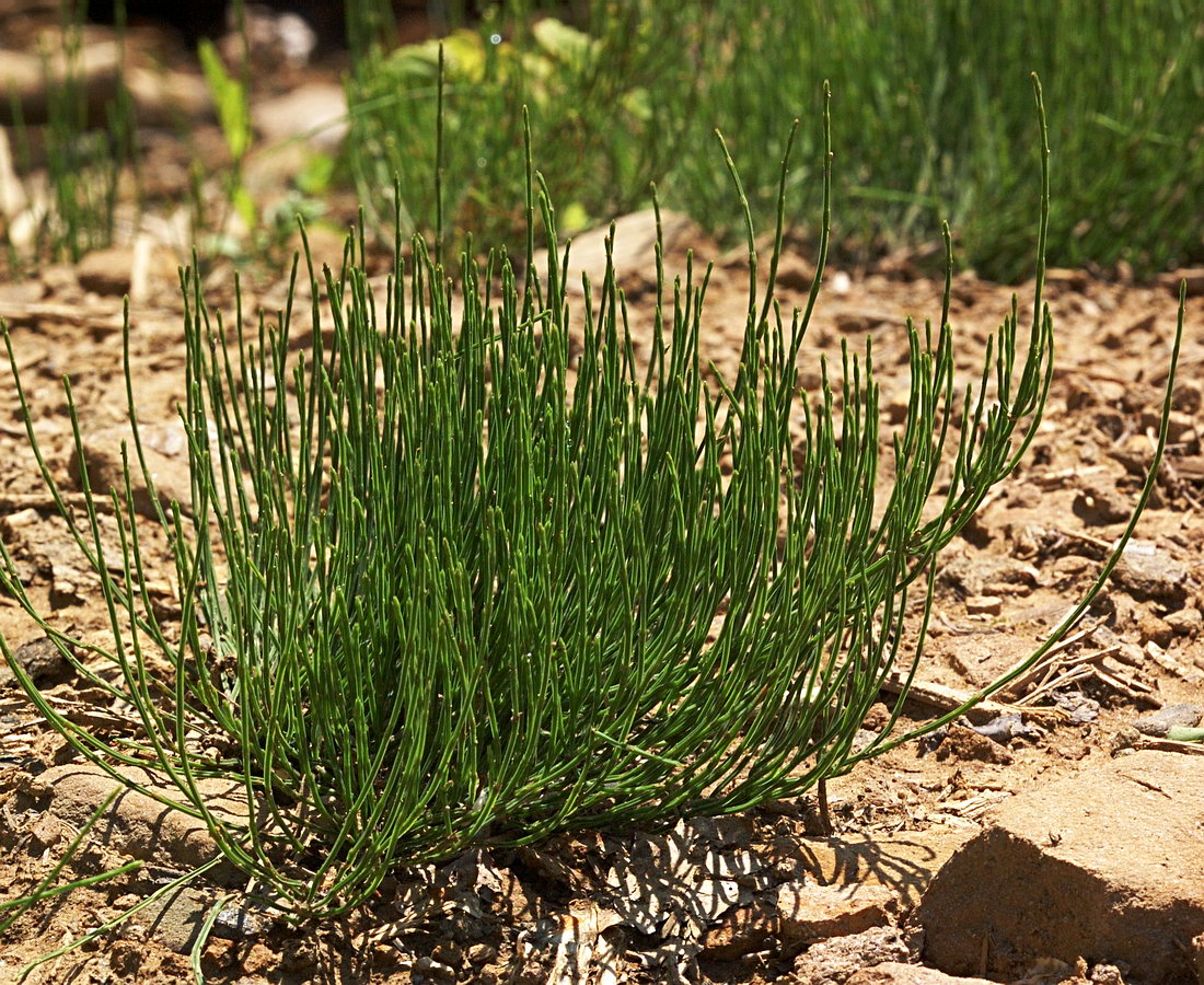 Изображение особи Equisetum arvense.