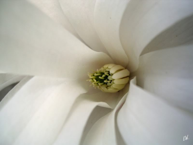 Image of Magnolia stellata specimen.
