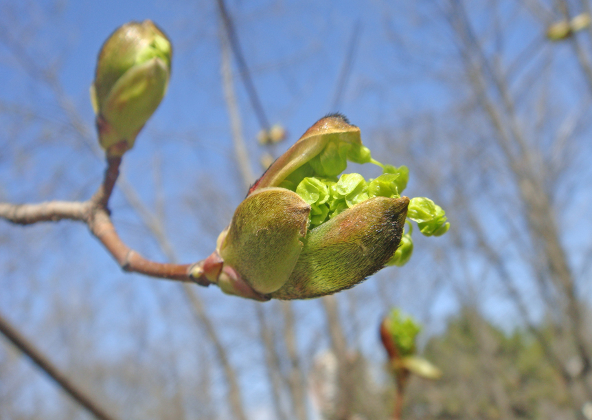 Image of Acer platanoides specimen.