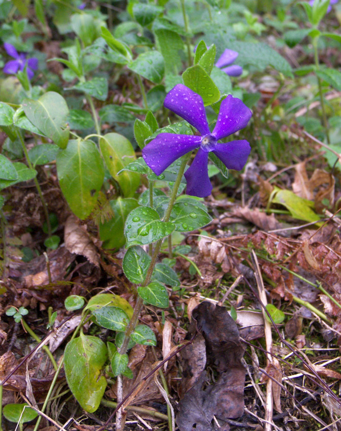 Изображение особи Vinca pubescens.