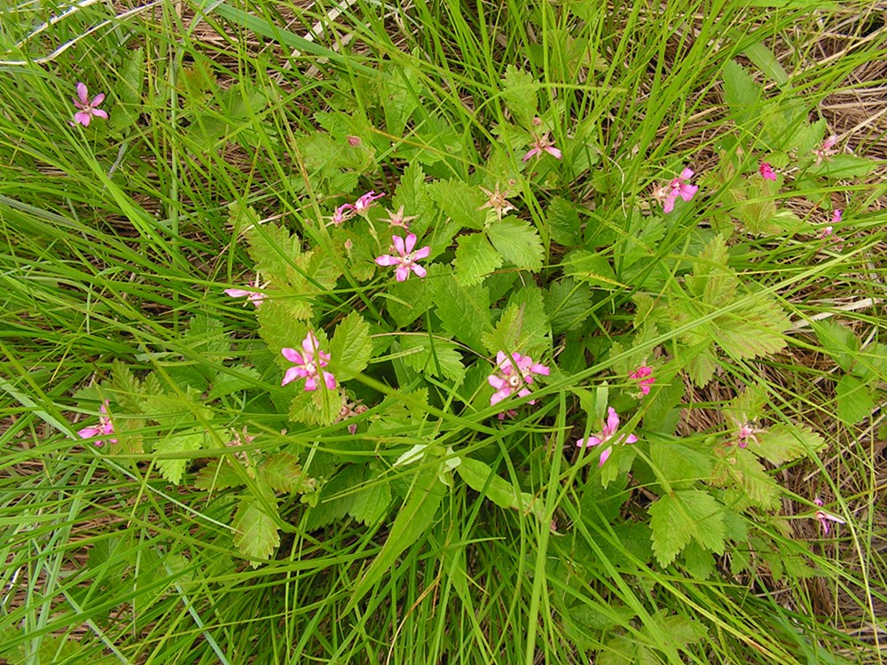 Изображение особи Rubus arcticus.